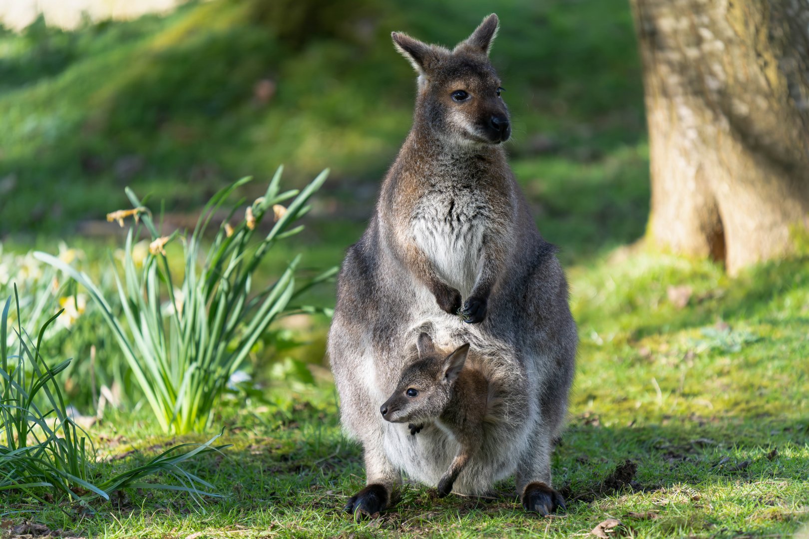 Bennett's wallaby and joey, ZSL Whipsnade, UK