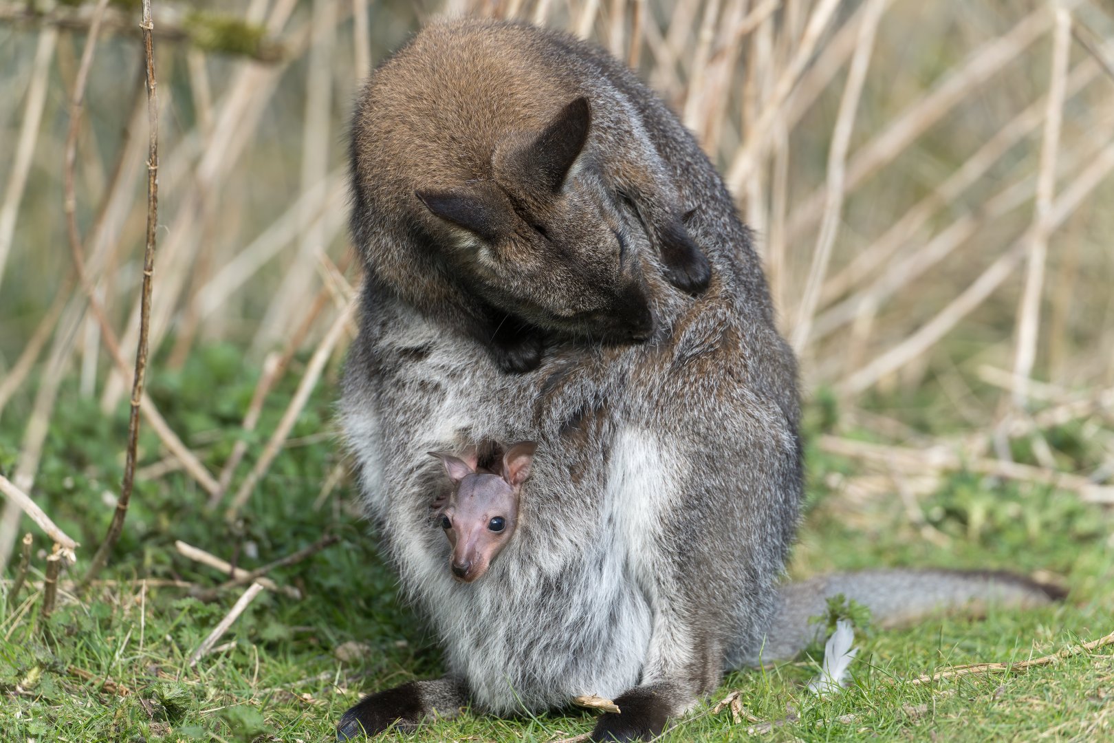 Bennett's wallaby and Joey , ZSL Whipsnade, UK