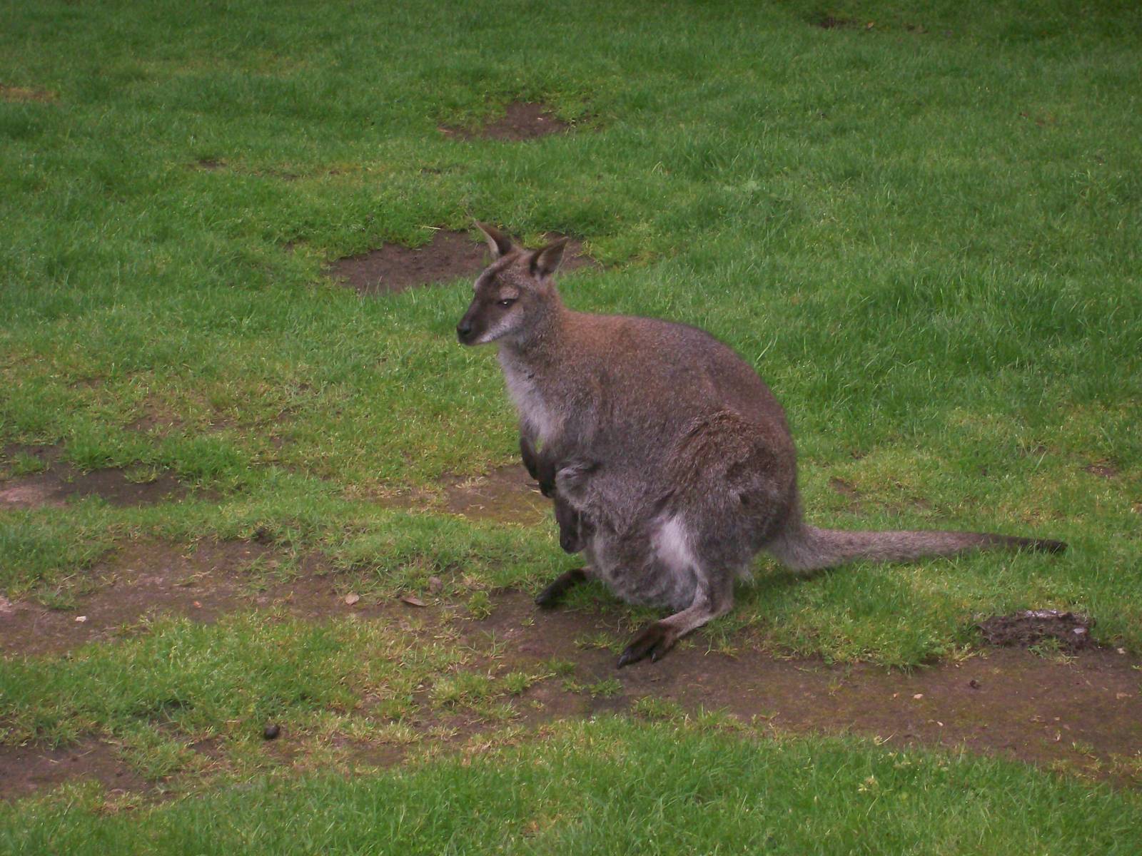 Bennetts Wallaby and Joey