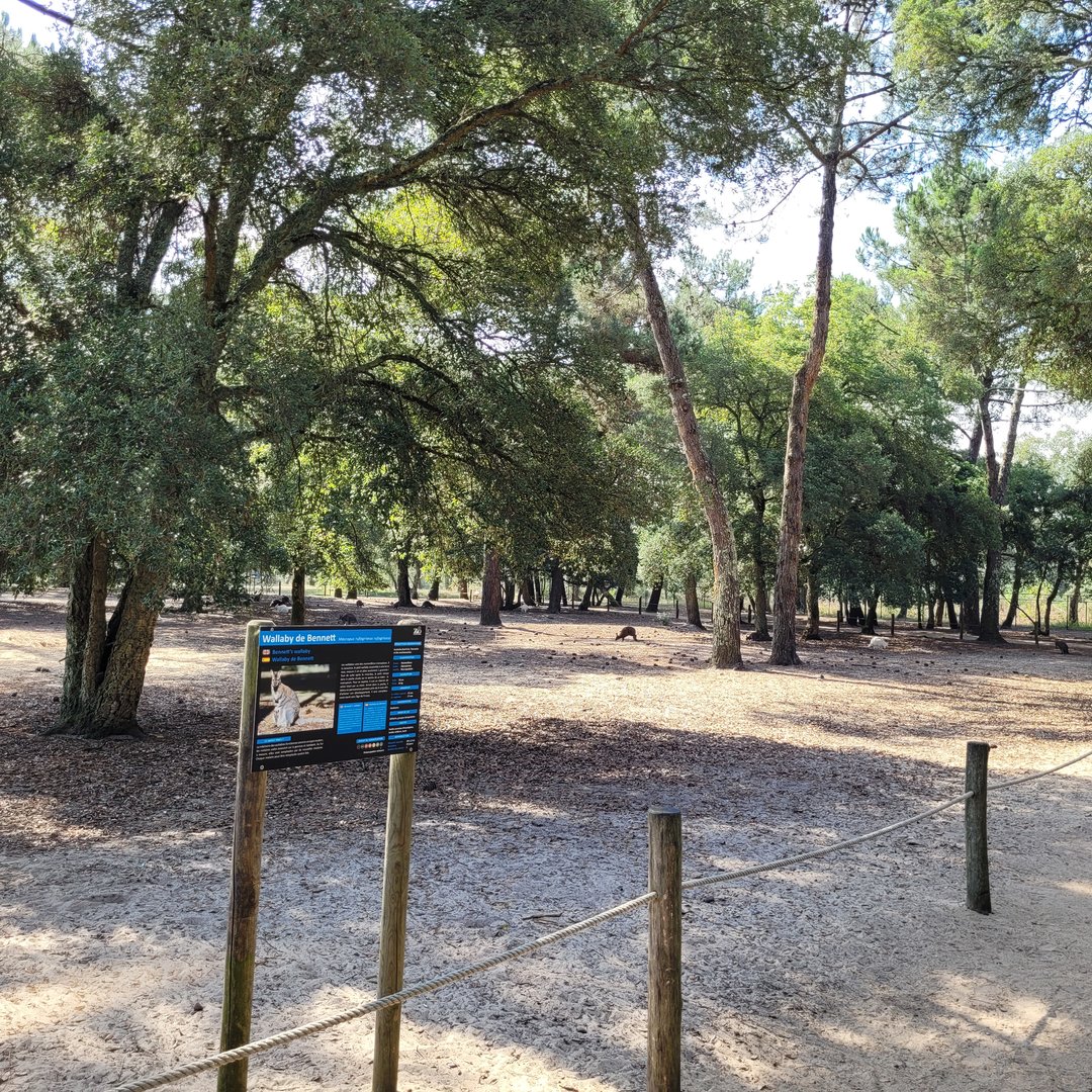 Bennett's wallaby and Patagonian mara exhibit -Zoo de Labenne (2023)