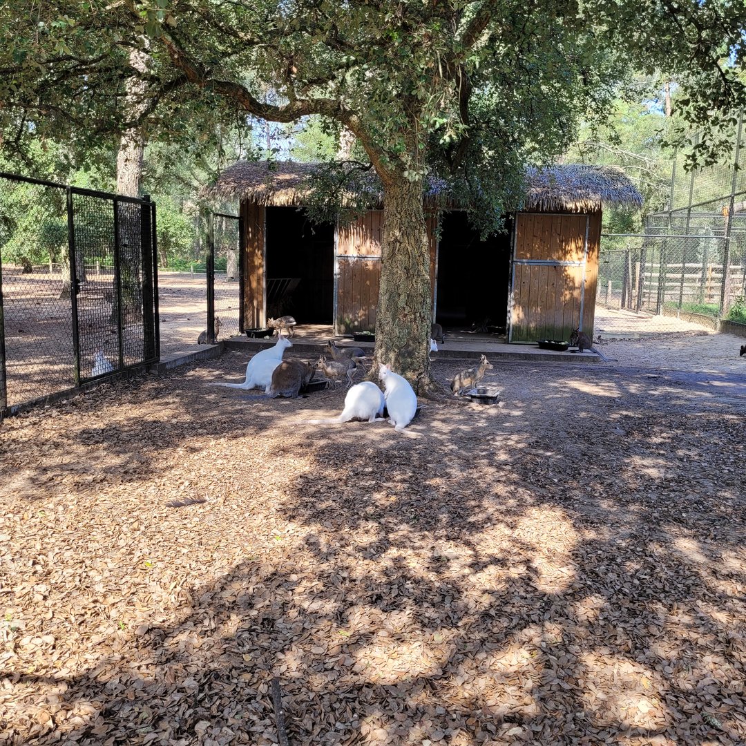 Bennett's wallaby and Patagonian mara exhibit -Zoo de Labenne (2023)