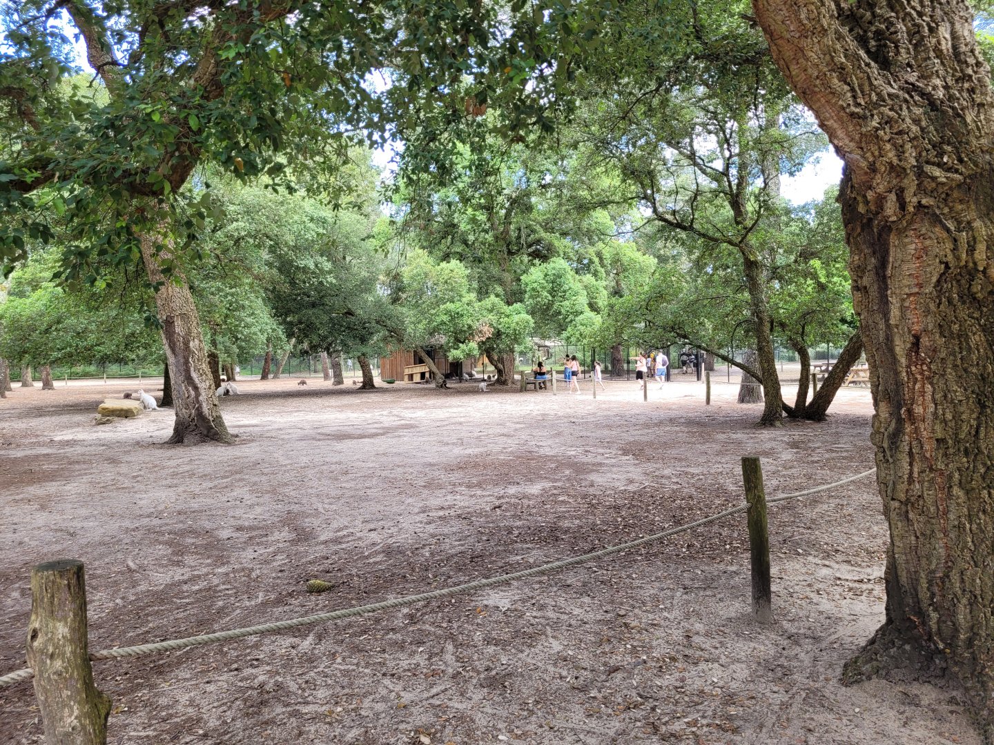 Bennett's wallaby and Patagonian mara exhibit -Zoo de Labenne (2024)