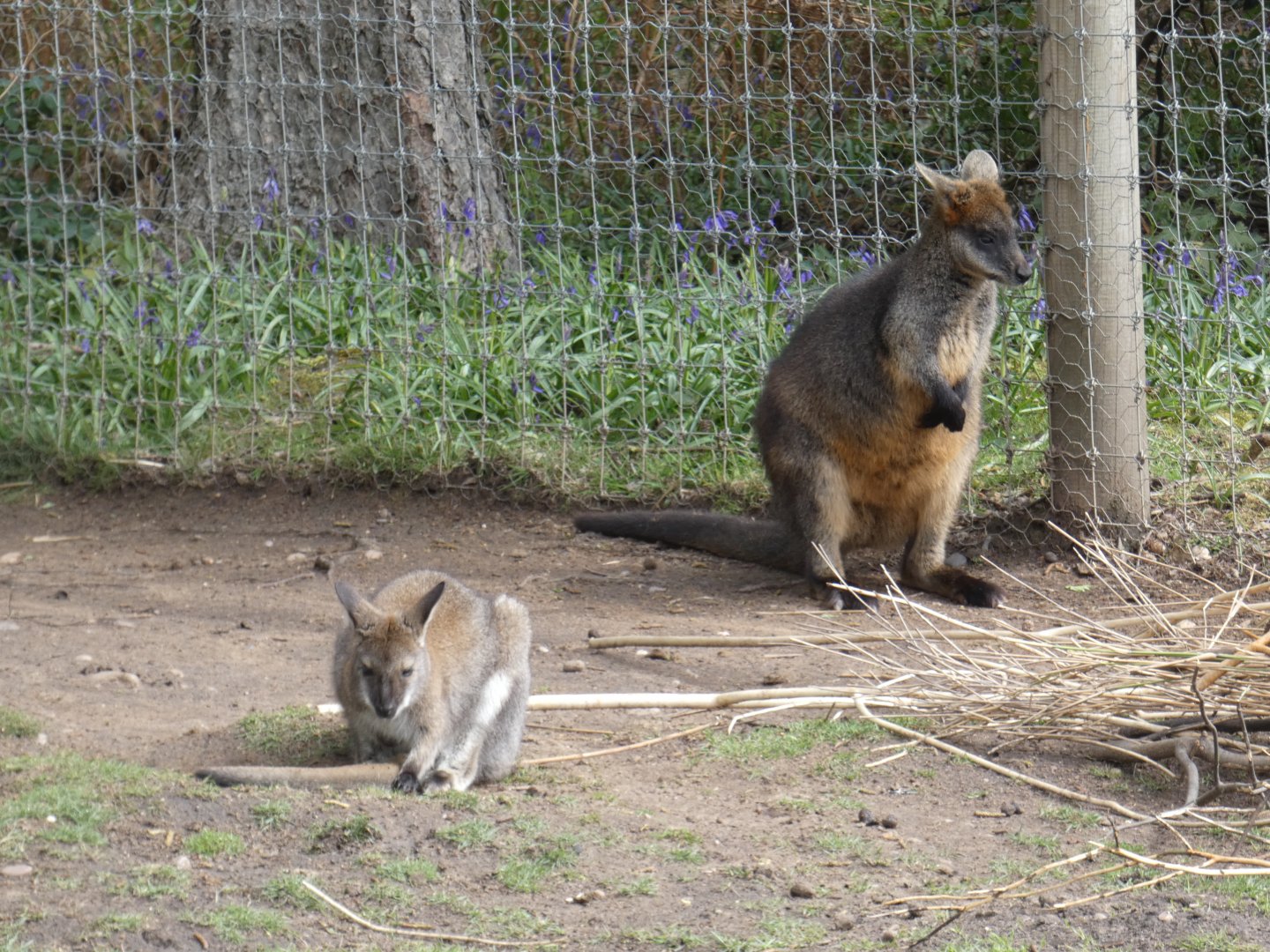 Bennett's wallaby and Swamp wallaby