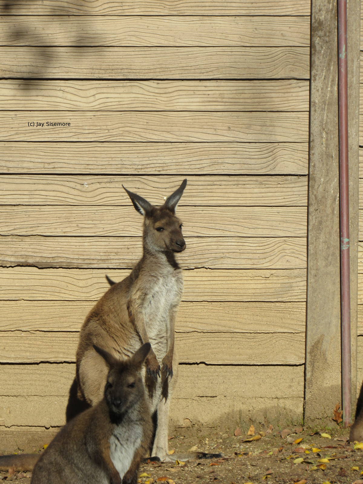 Bennett's Wallaby and Western Gray Kangaroo