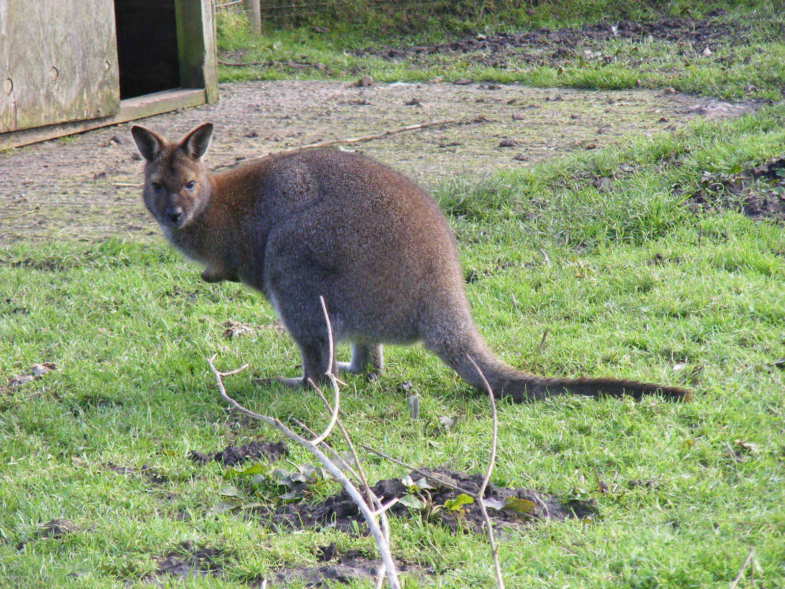 Bennett's wallaby at Blackbrook Zoo, 13 November 2010