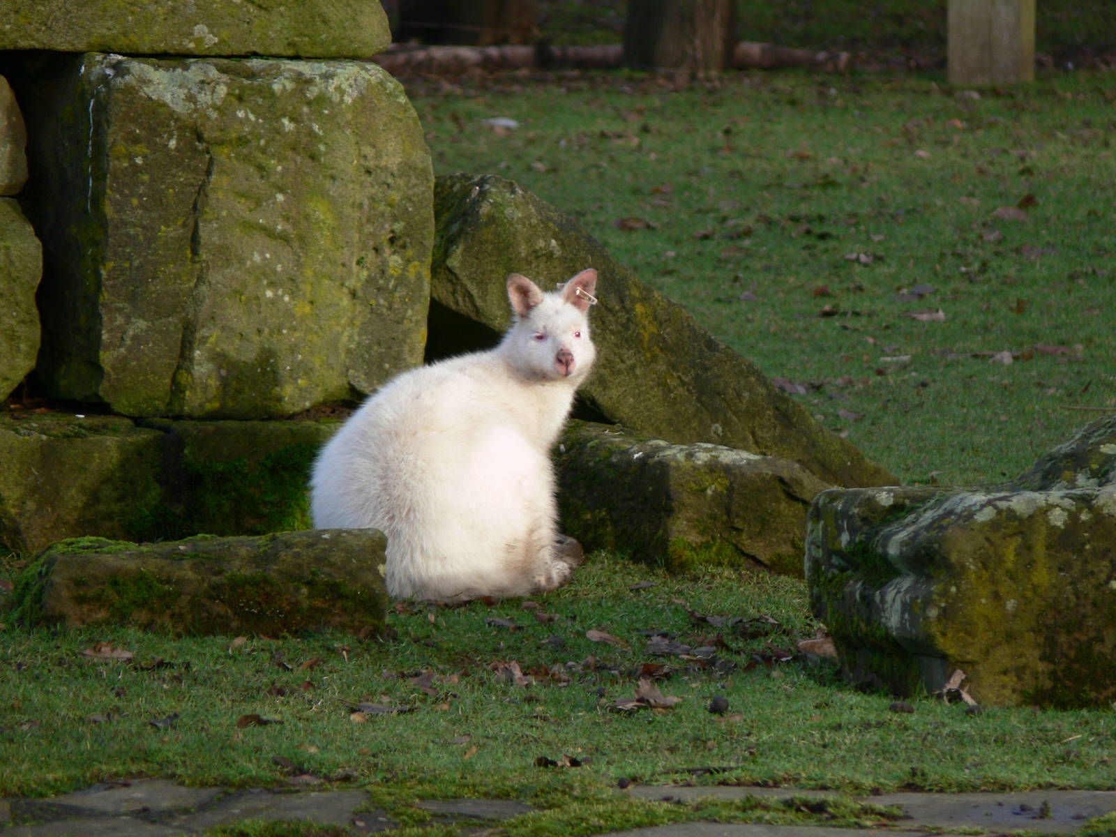 Bennett's Wallaby at Blackpool Zoo, 09/12/12