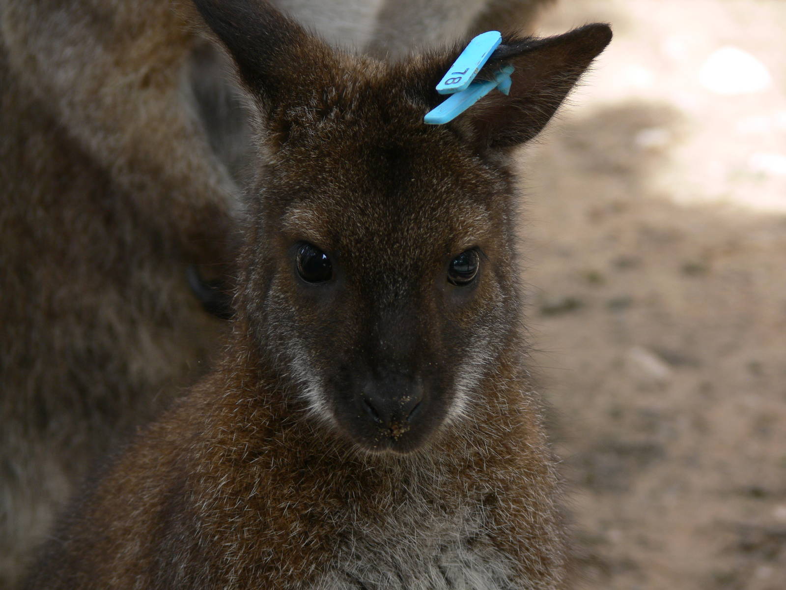 Bennett's Wallaby at Blackpool Zoo, 18/08/13