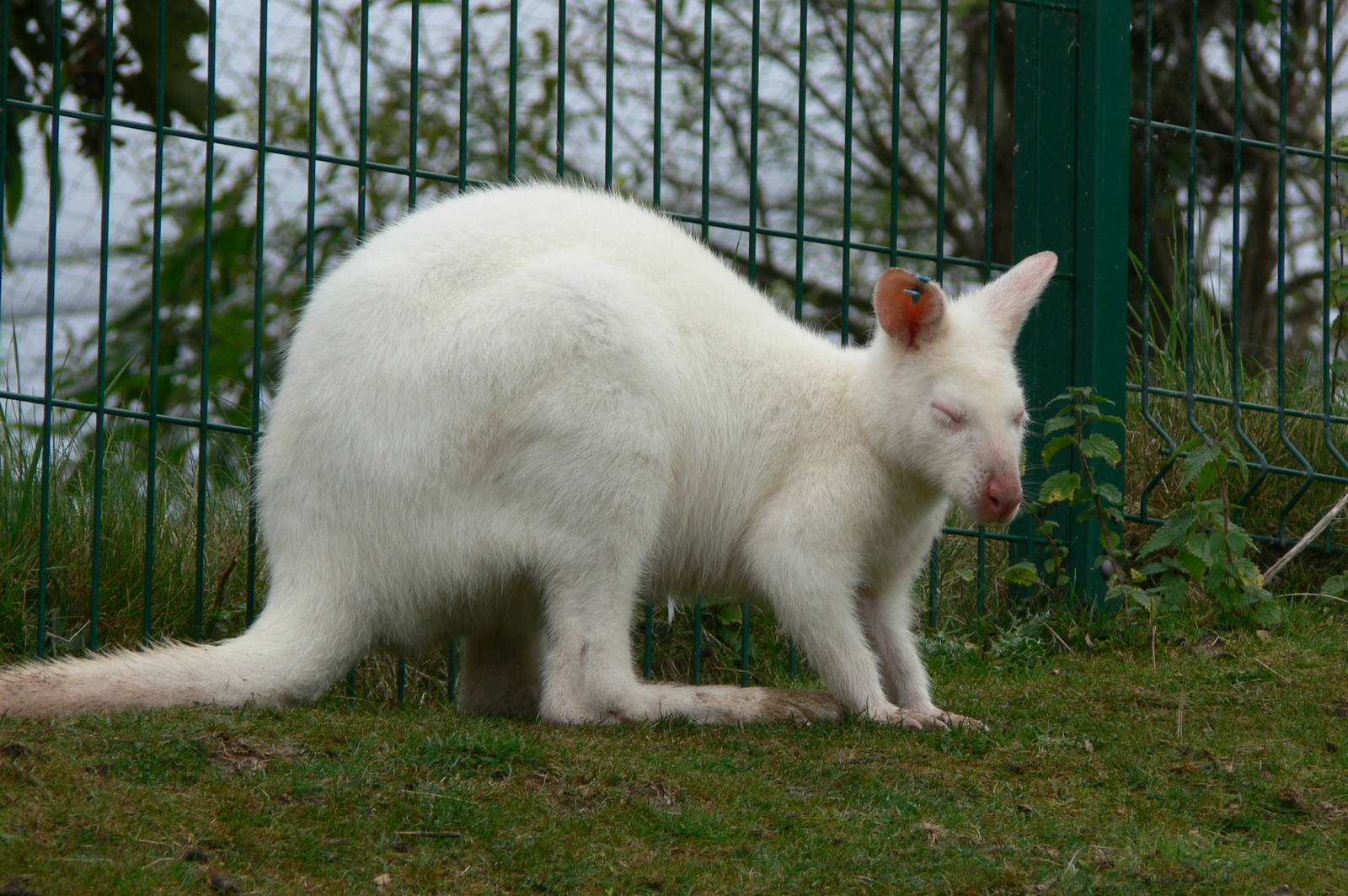 Bennett's Wallaby at Blackpool Zoo, 27/09/14