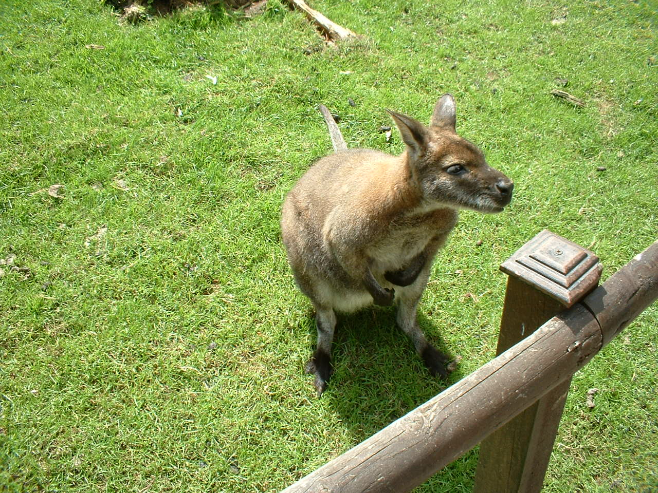 Bennett's wallaby at Combe Martin Wildlife Park, 10 June 2005