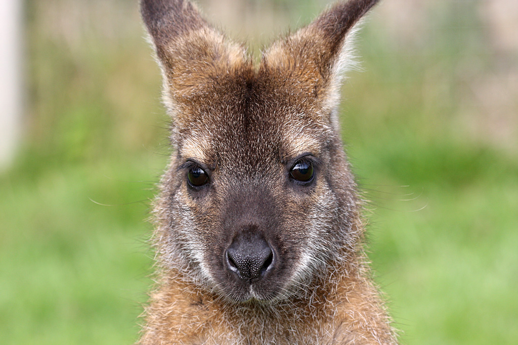 Bennett's Wallaby at Peak Wildlife Park 5/9/15