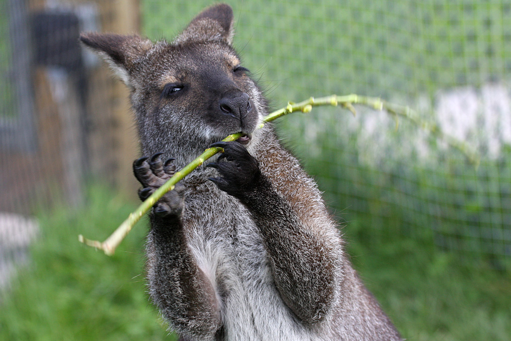 Bennett's Wallaby at Peak Wildlife Park 5/9/15