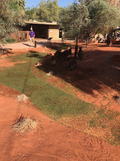 Bennetts Wallaby at The Living Desert