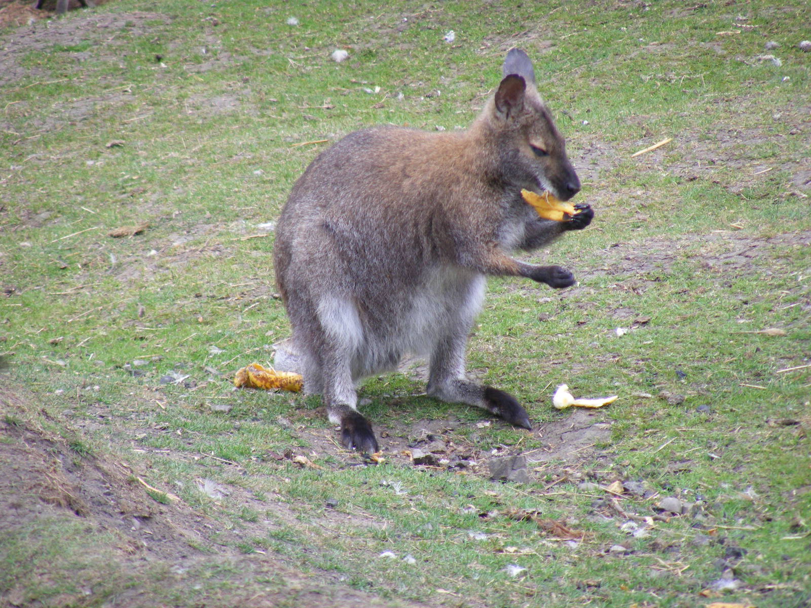 Bennett's wallaby at Wickid Pets - Animal Adventure, 29 April 2011