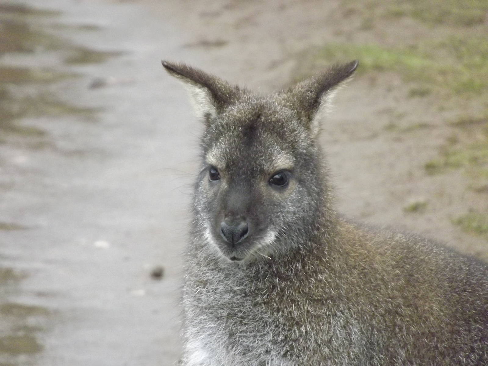 Bennett's Wallaby at Yorkshire Wildlife Park 18/02/12