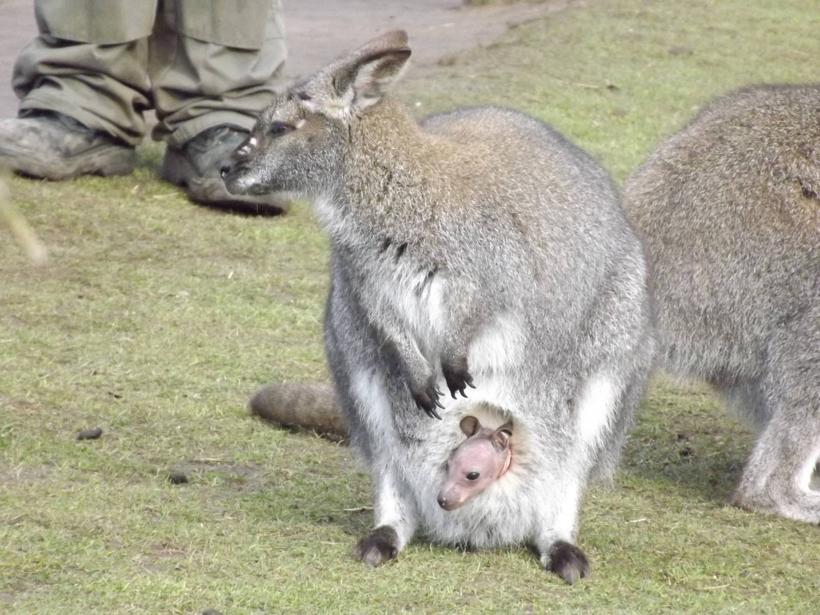 Bennett's Wallaby at Yorkshire Wildlife Park 18/02/12