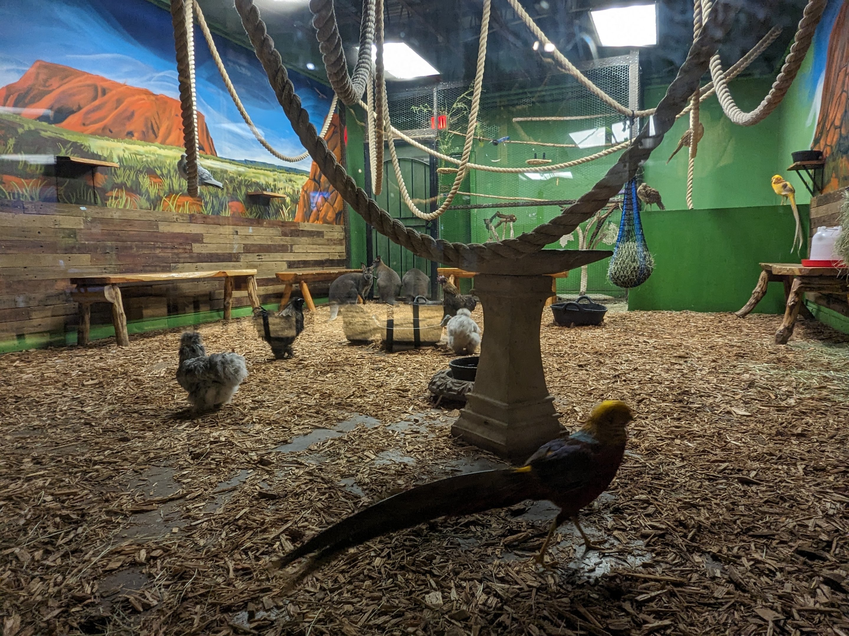 Bennett's wallaby, chicken, golden pheasant, red fronted amazon, and cockatiel.