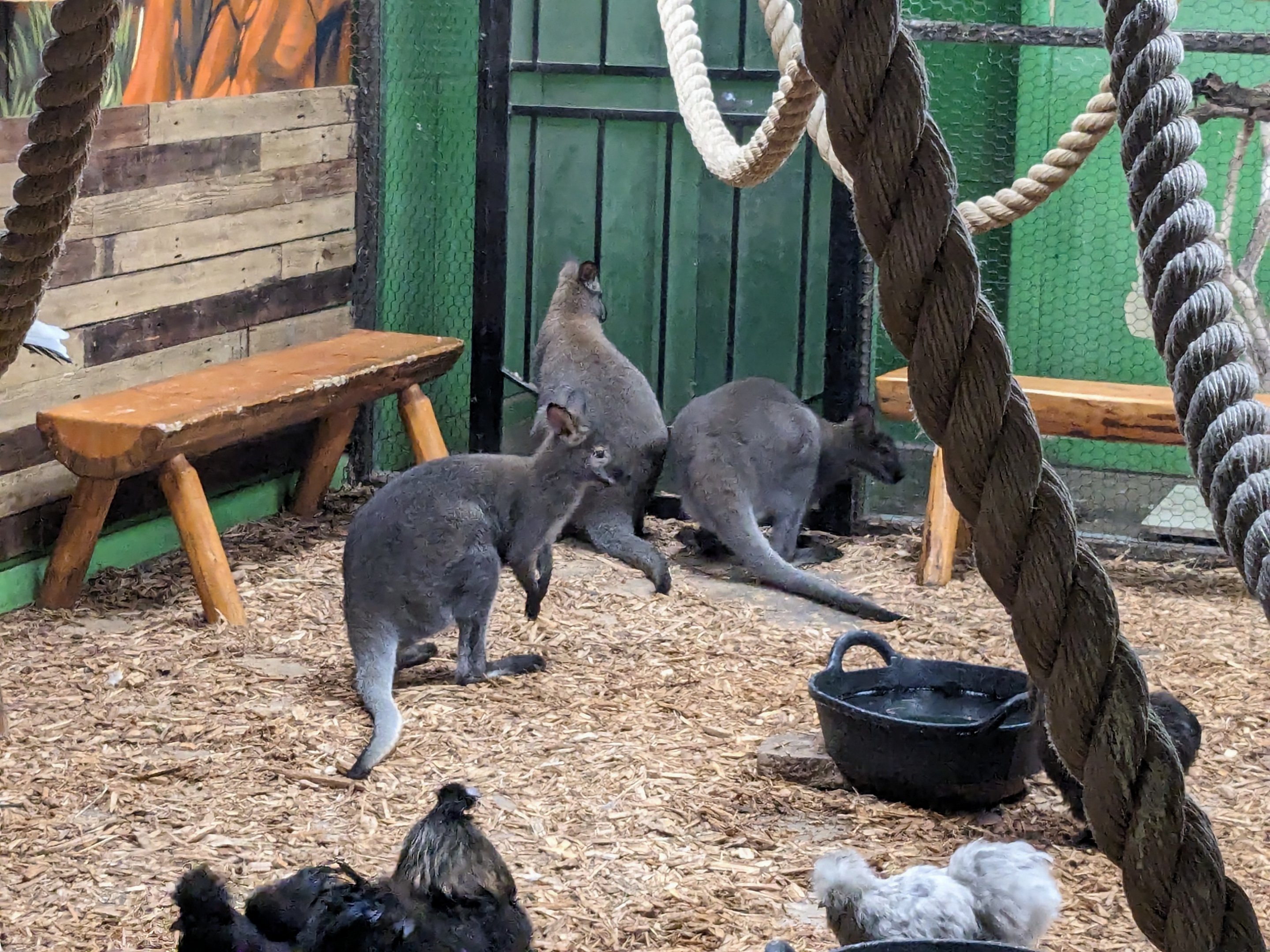 Bennett's wallaby, chicken