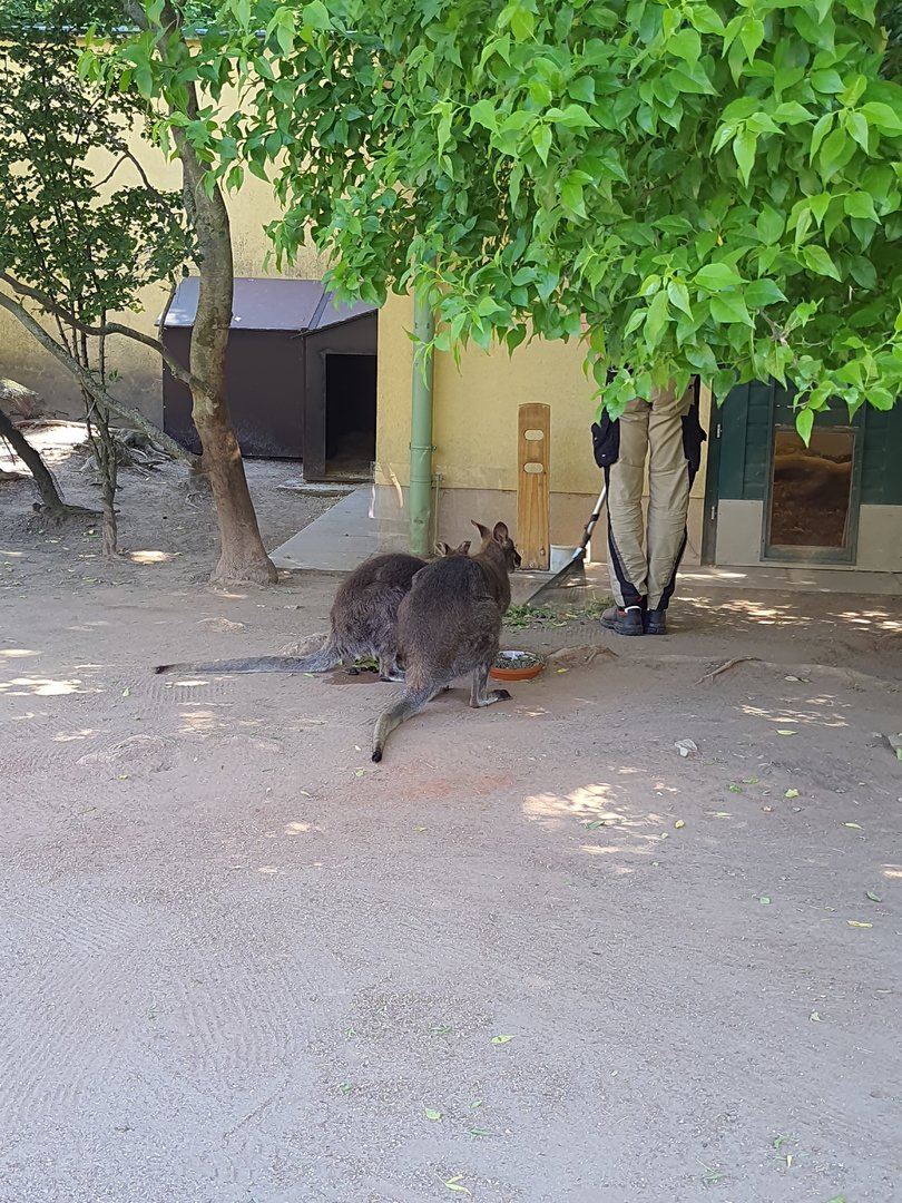 Bennett's wallaby during feeding session- Tiergarten Schönbrunn