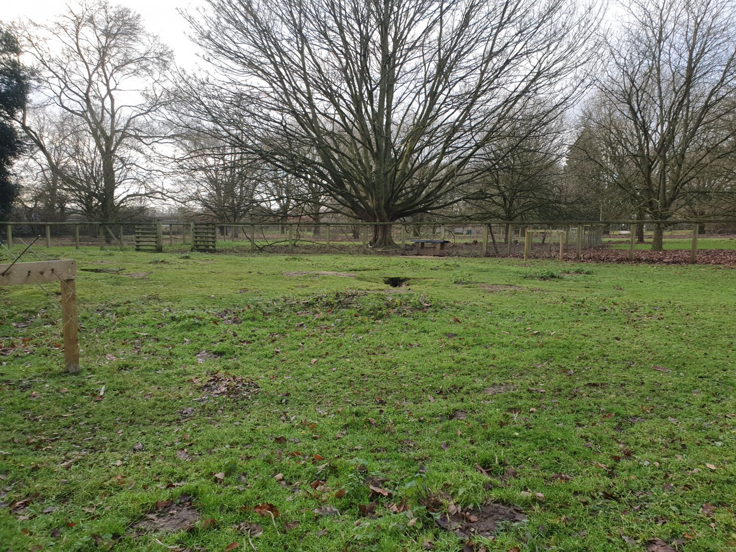 Bennett's Wallaby enclosure 17/12/23