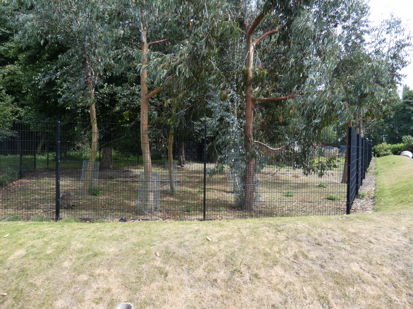 Bennett's Wallaby enclosure (2)