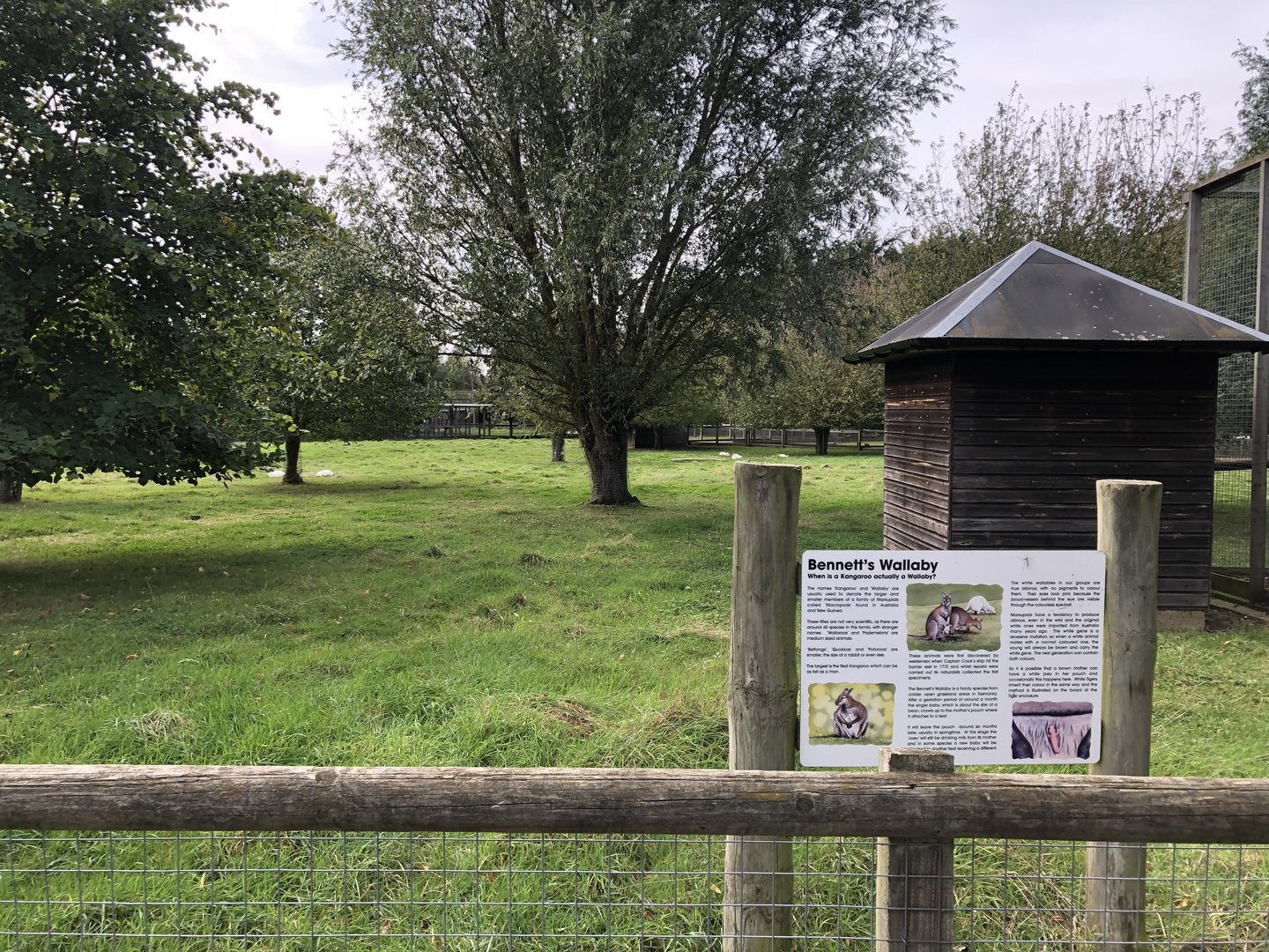 Bennett's Wallaby Enclosure at Hamerton Zoo Park (October 2023)