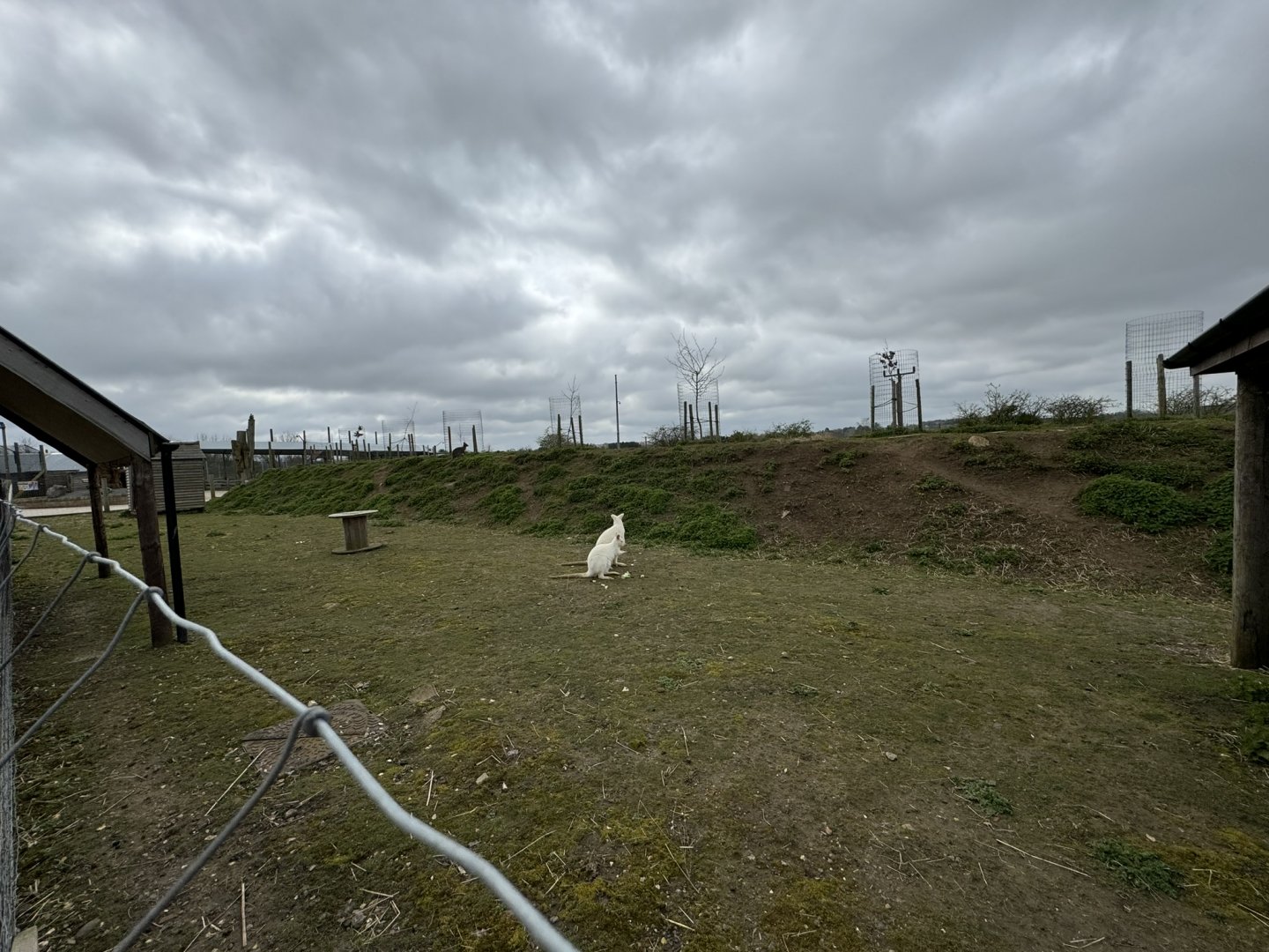 Bennett's Wallaby Enclosure at Wolds Wildlife Park (March 2024)