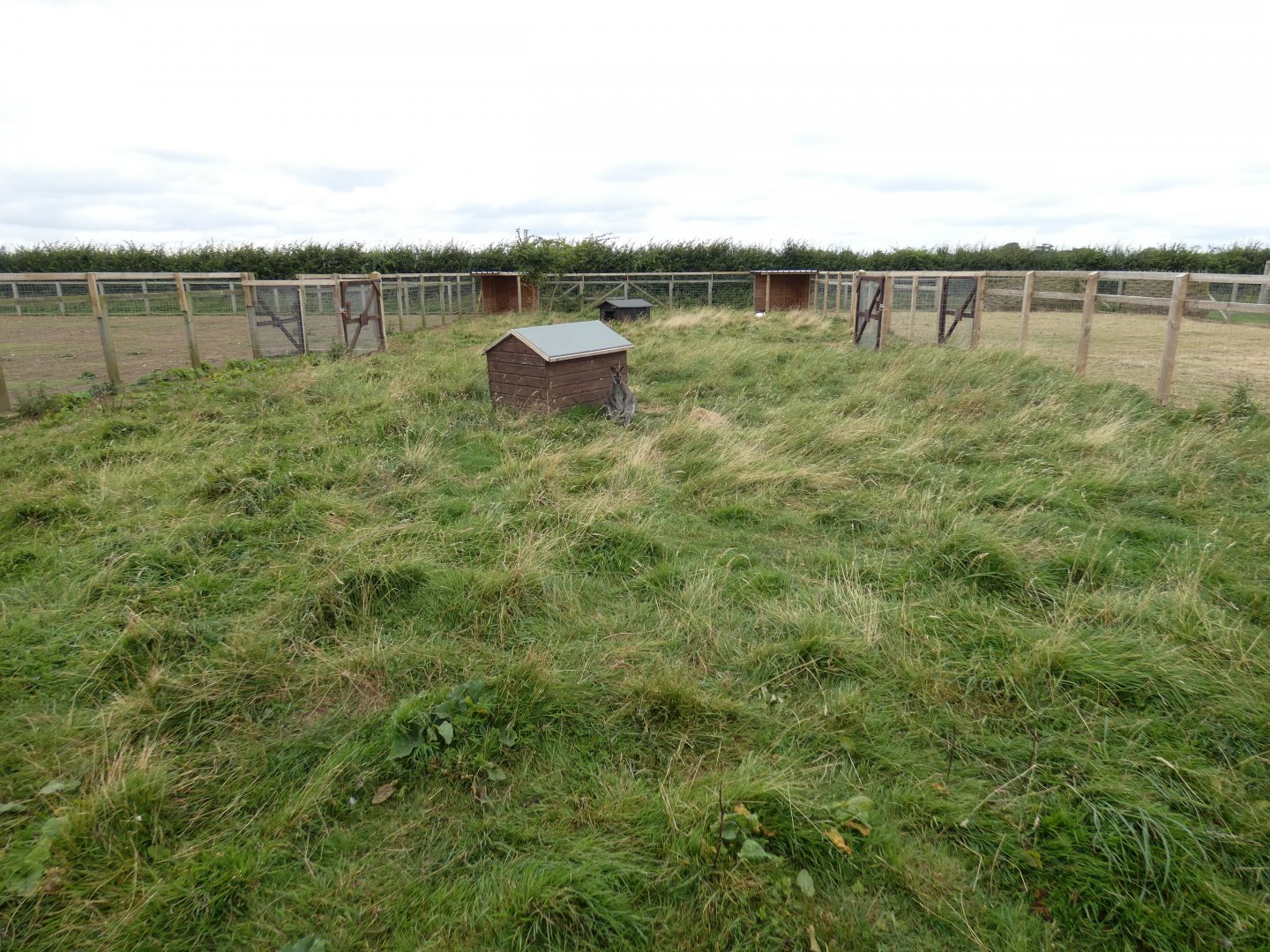 Bennett's wallaby enclosure (Camel Park Oasis)