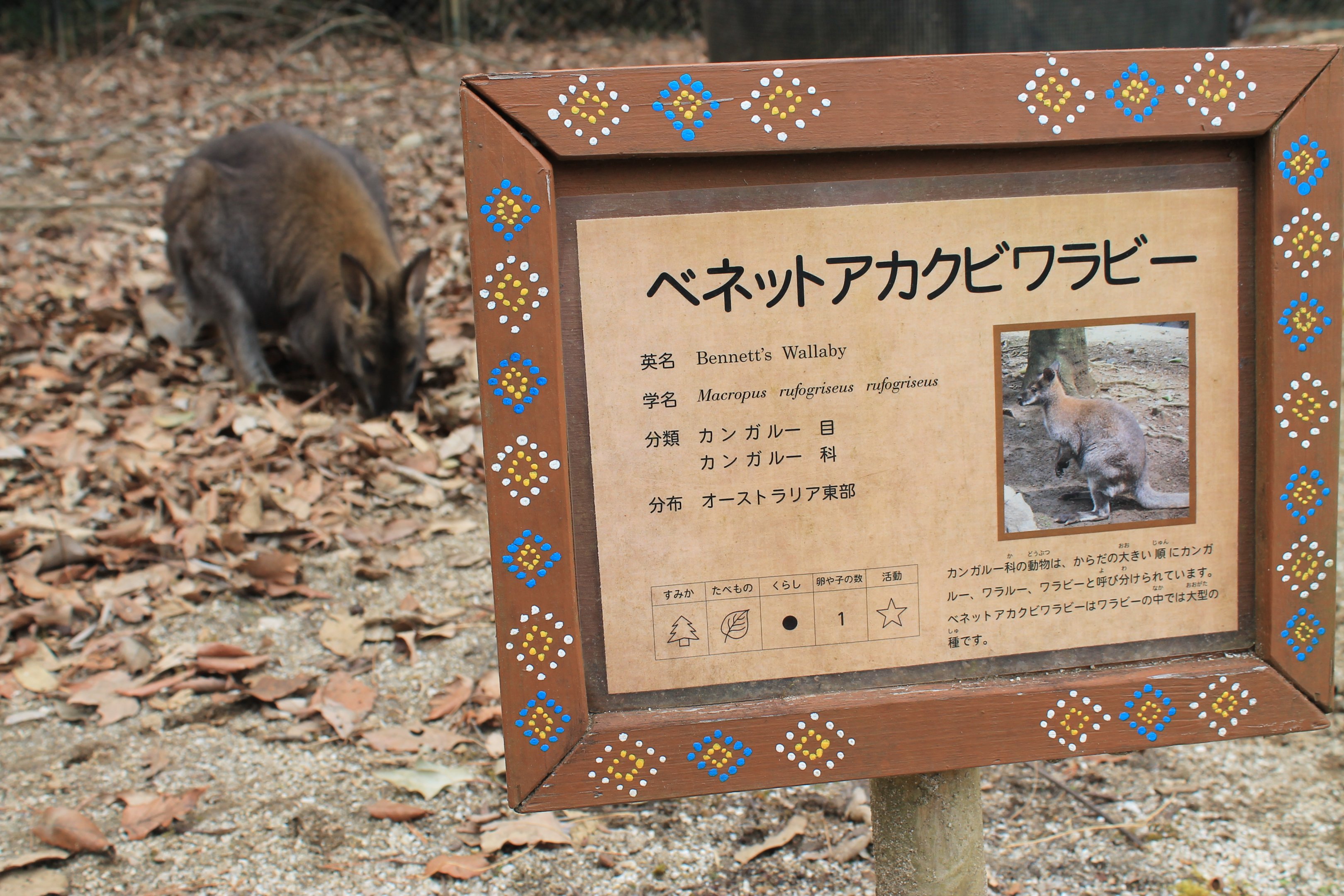 Bennett's Wallaby enclosure - Saitama Childrens Zoo