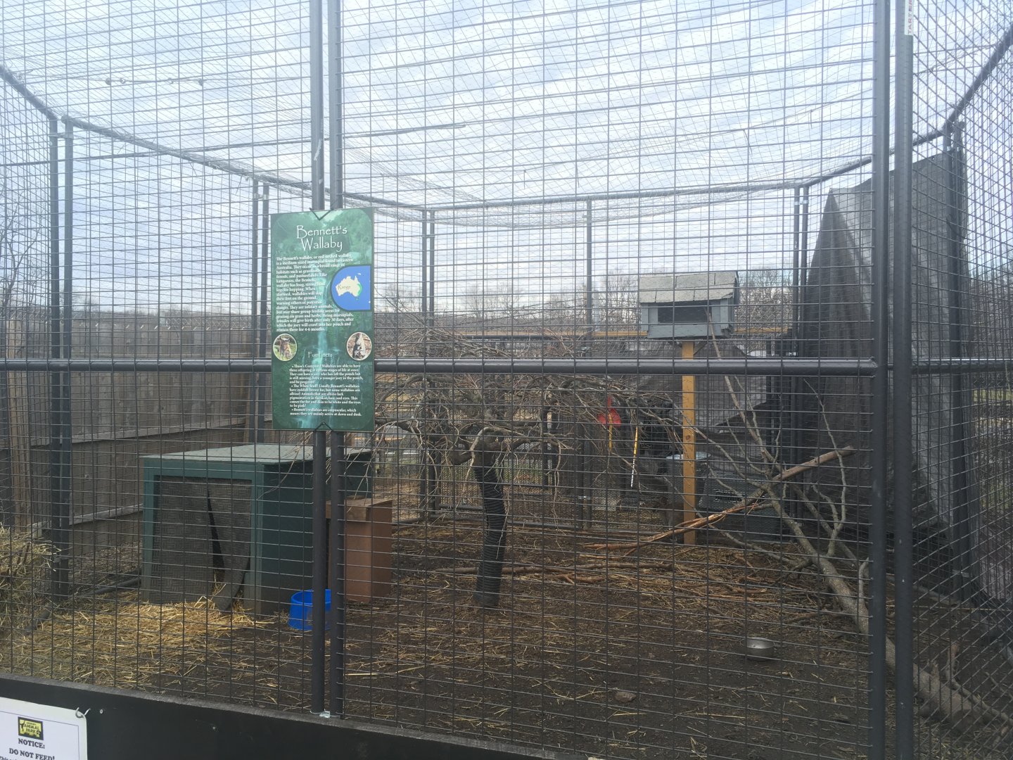 Bennett's Wallaby Enclosure