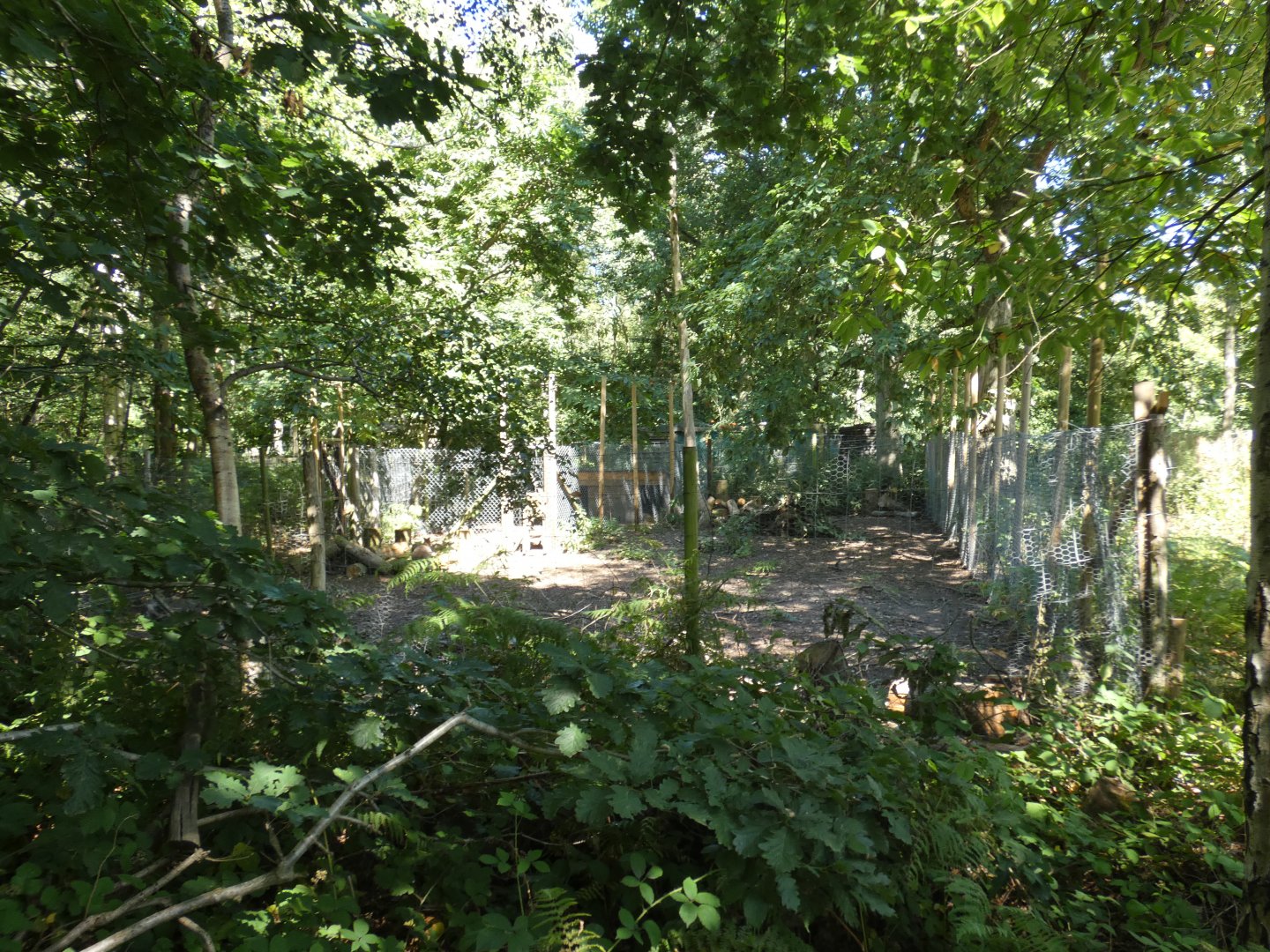 Bennett's Wallaby enclosure