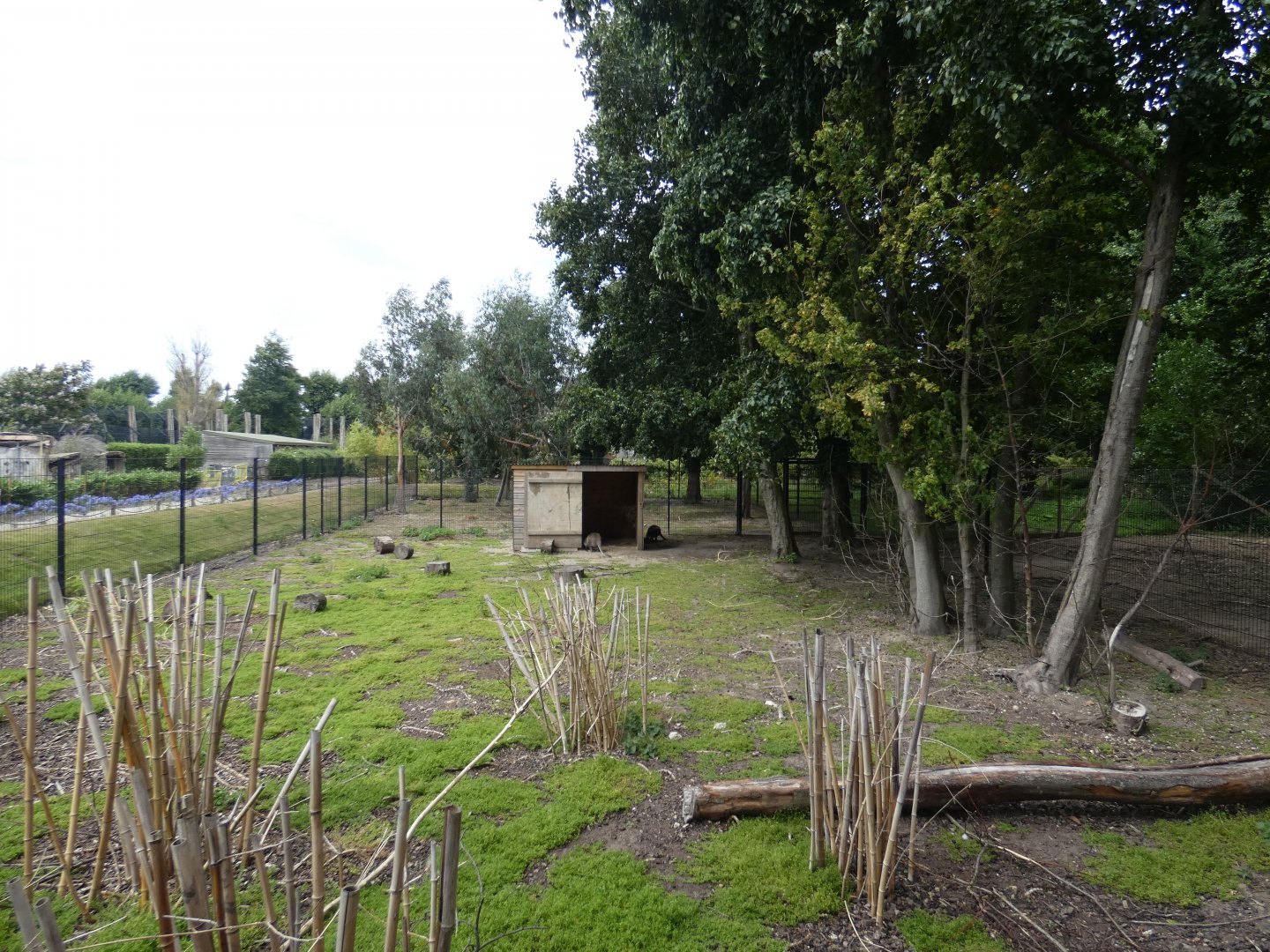 Bennett's Wallaby enclosure