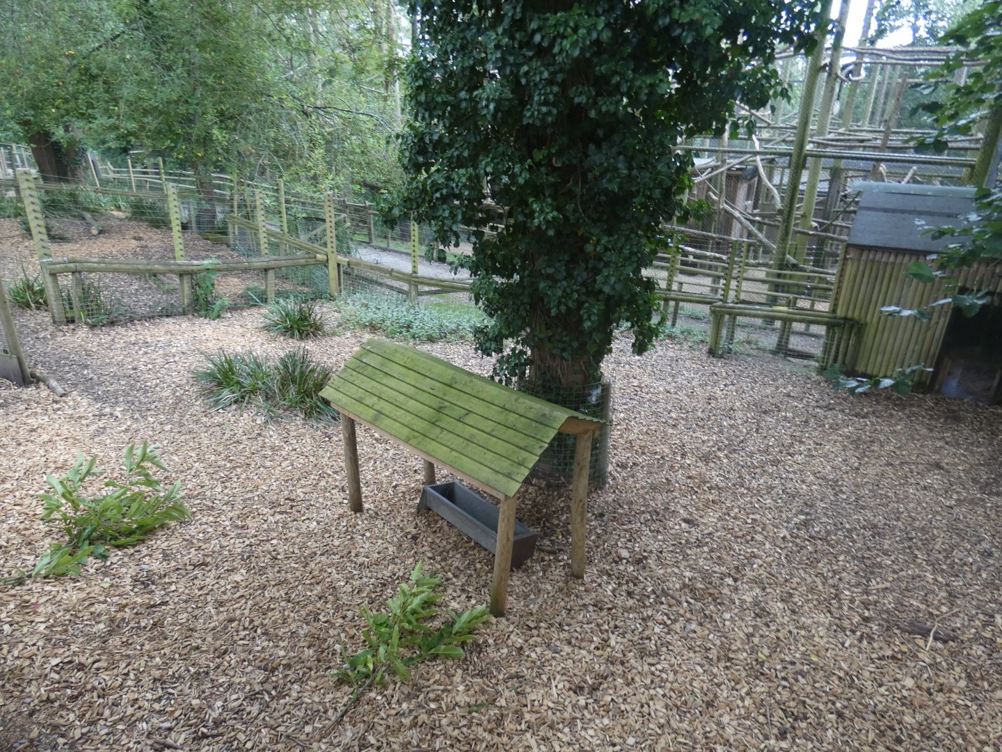 Bennett's Wallaby enclosure