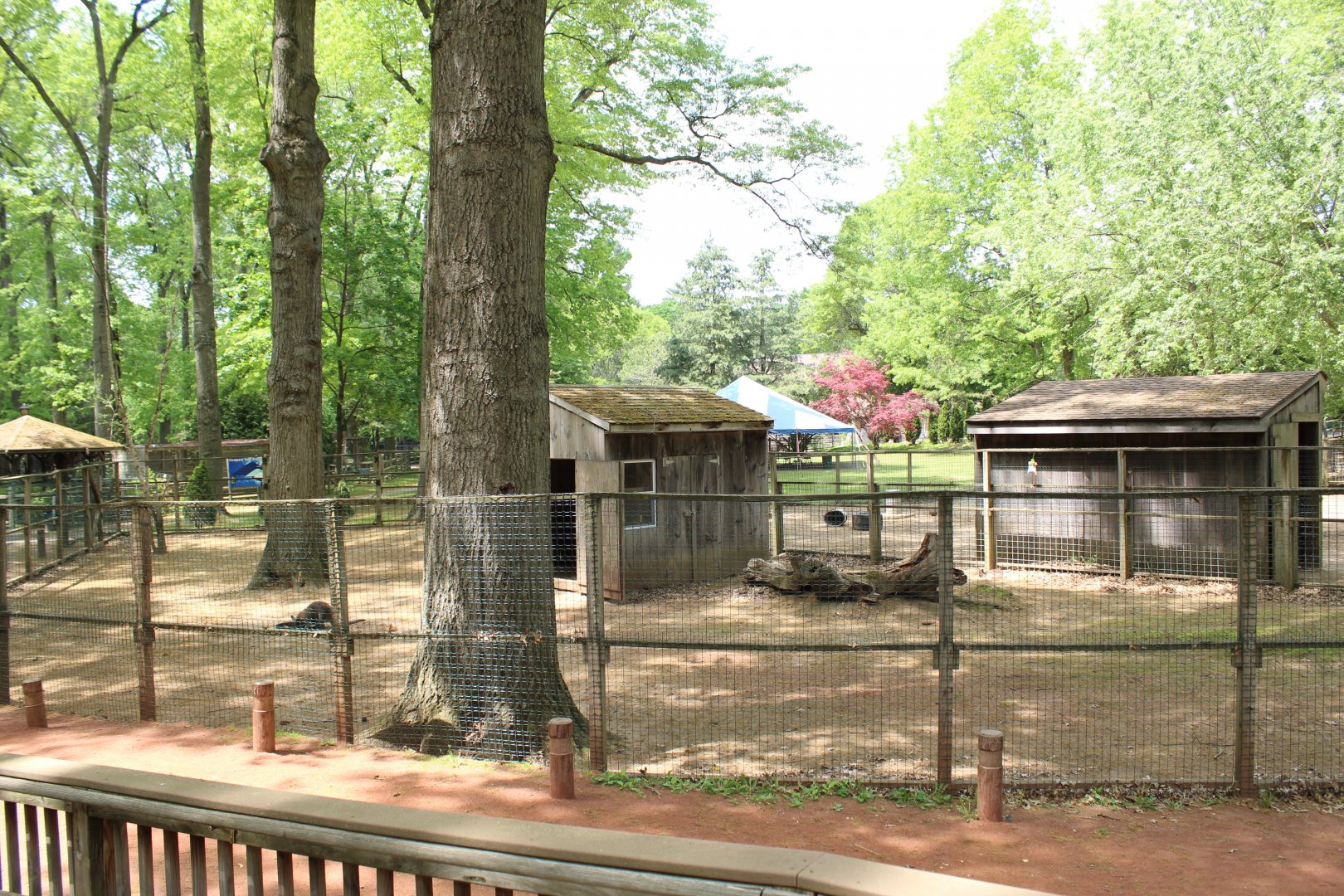 Bennett's Wallaby Enclosure