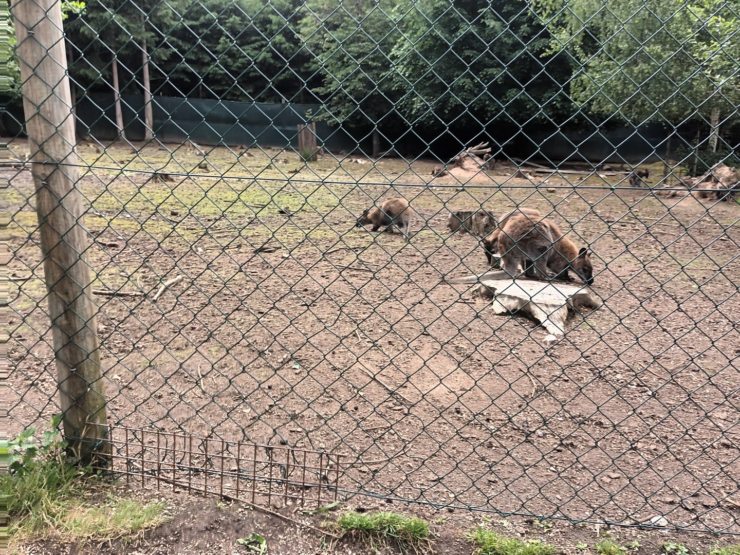 Bennetts Wallaby Enclosure