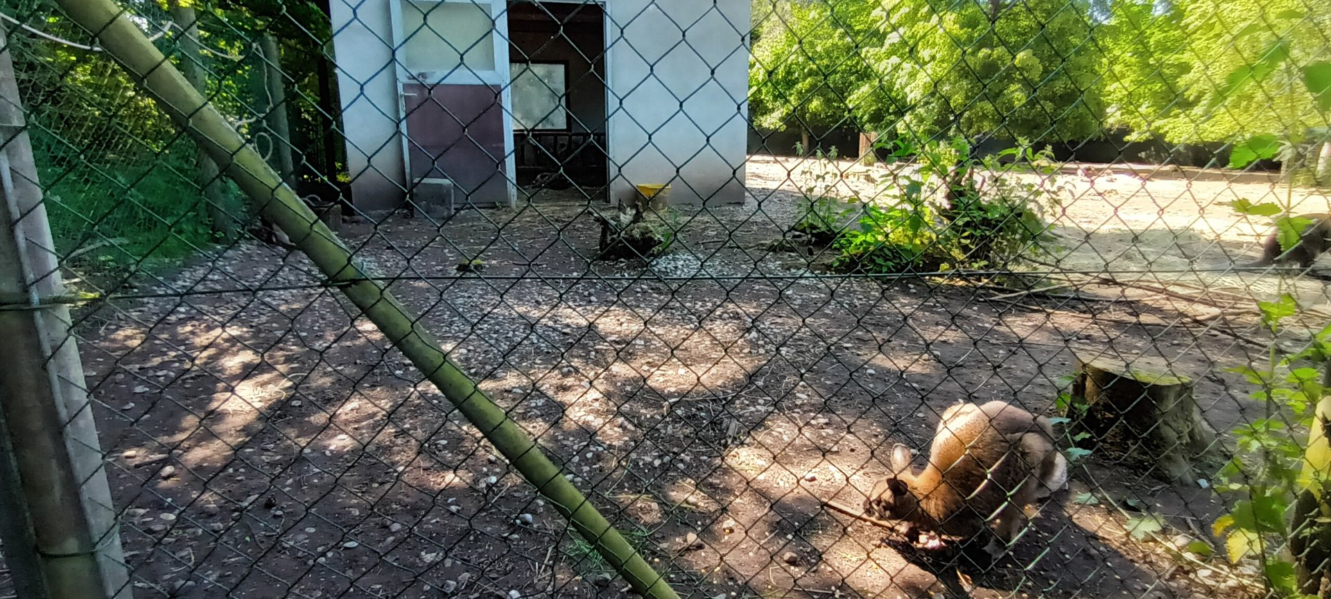 Bennetts Wallaby Enclosure
