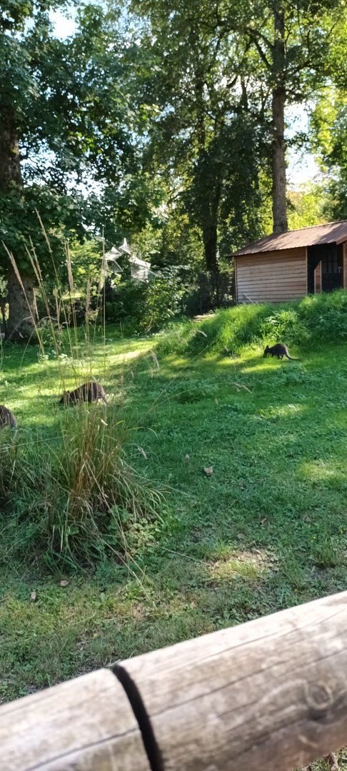 Bennetts Wallaby Enclosure