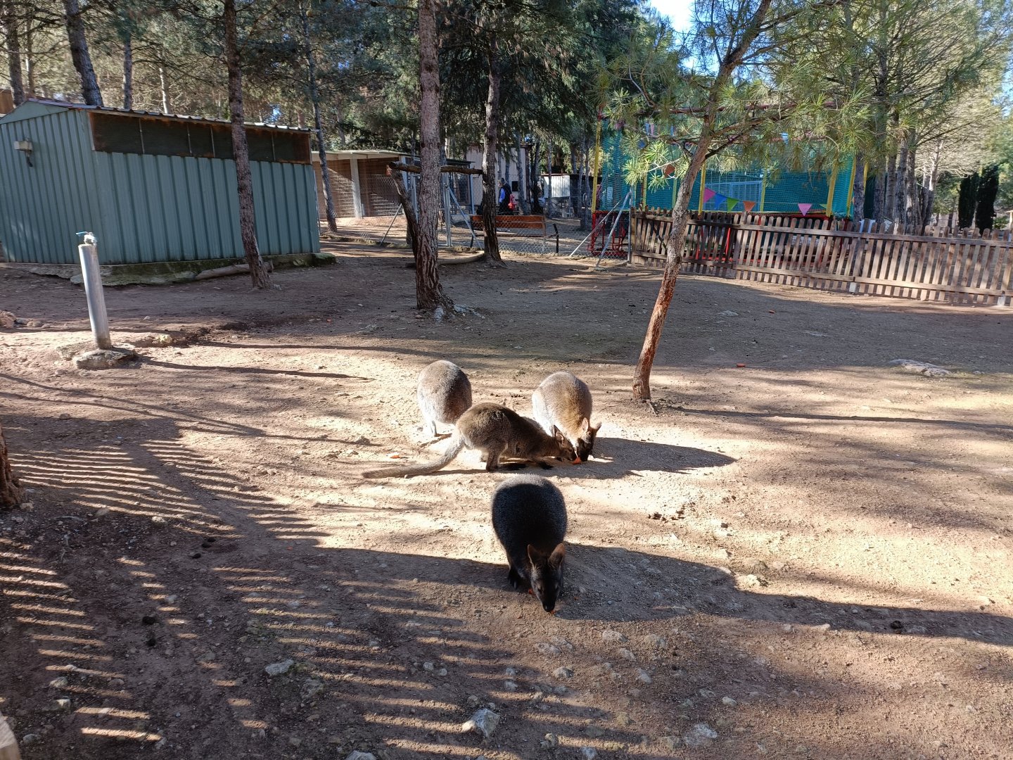 Bennett's wallaby exhibit - Bioparque La Rocha