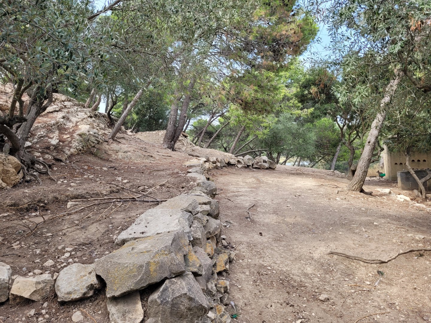 Bennett's wallaby exhibit -Réserve Africaine de Sigean (2022)