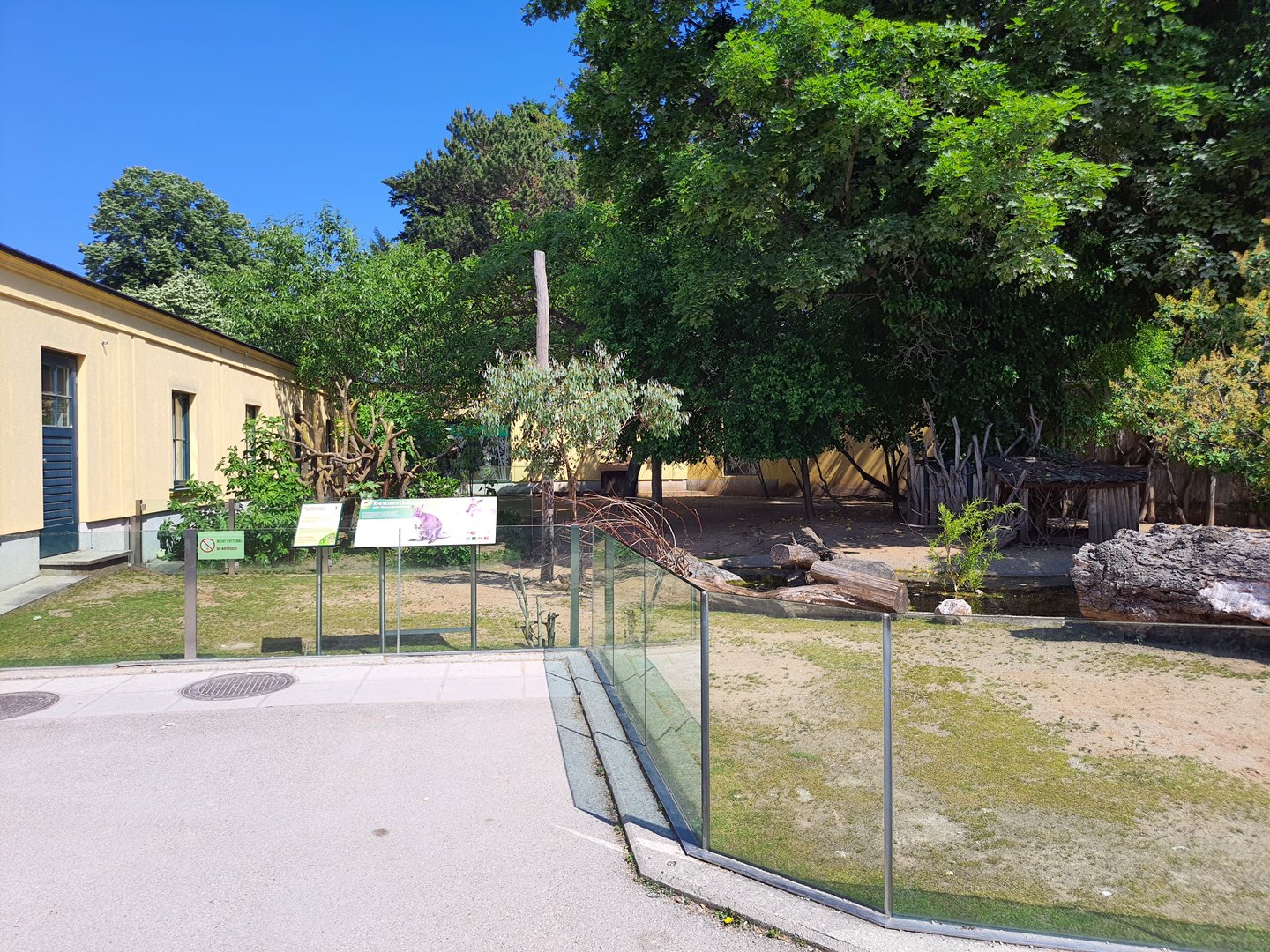 Bennett's wallaby exhibit- Tiergarten Schönbrunn