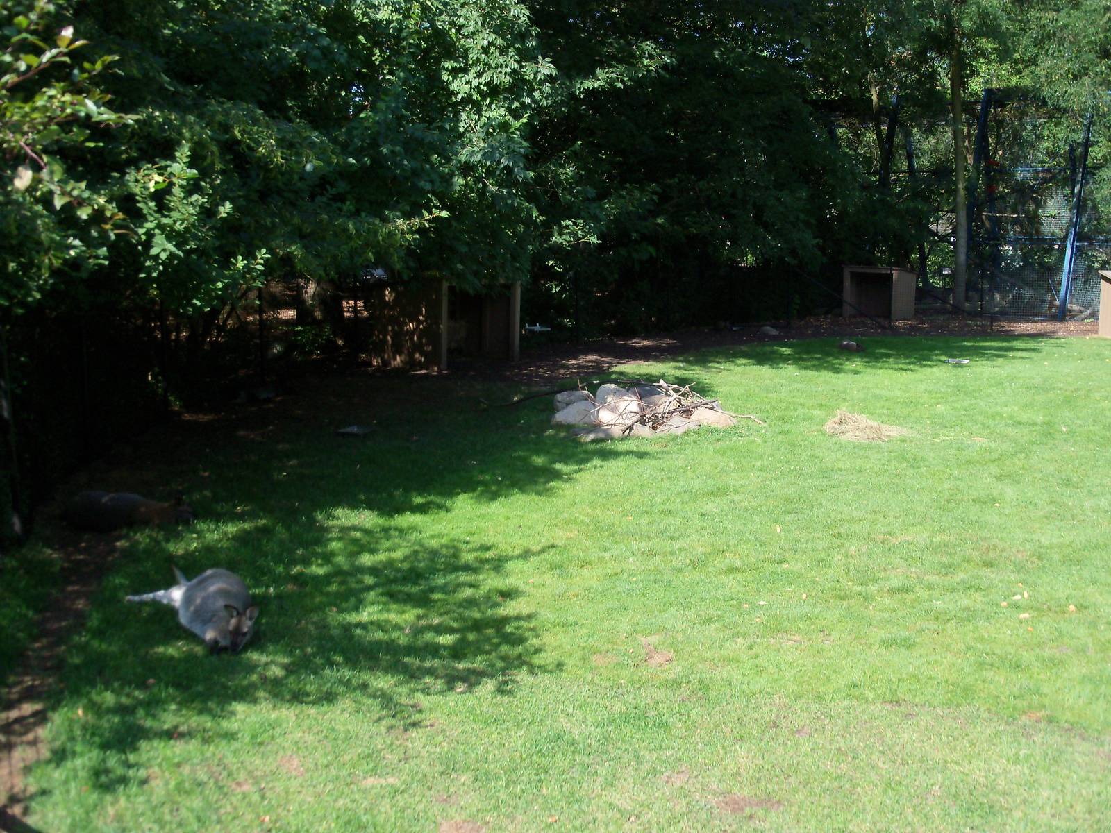 Bennett's Wallaby Exhibit
