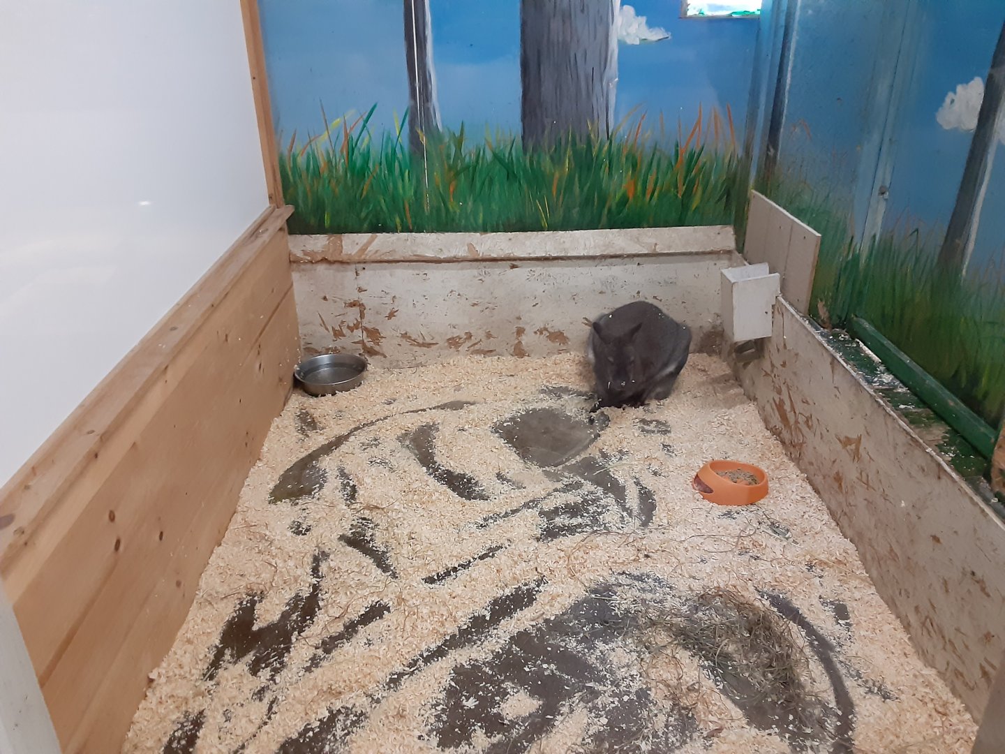 Bennett's Wallaby exhibit