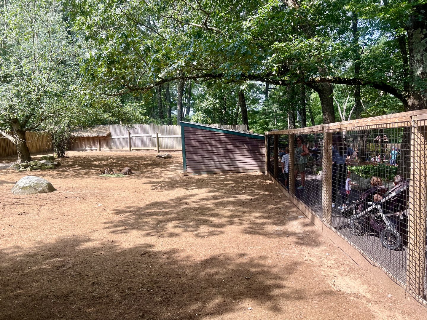 Bennett’s Wallaby Exhibit
