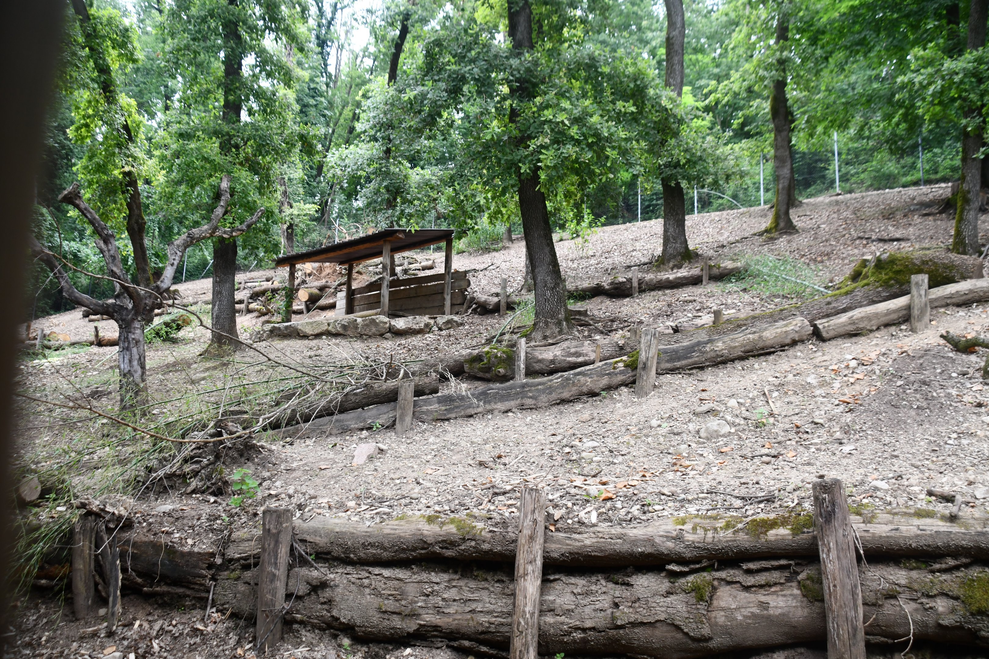 Bennett's Wallaby exhibit