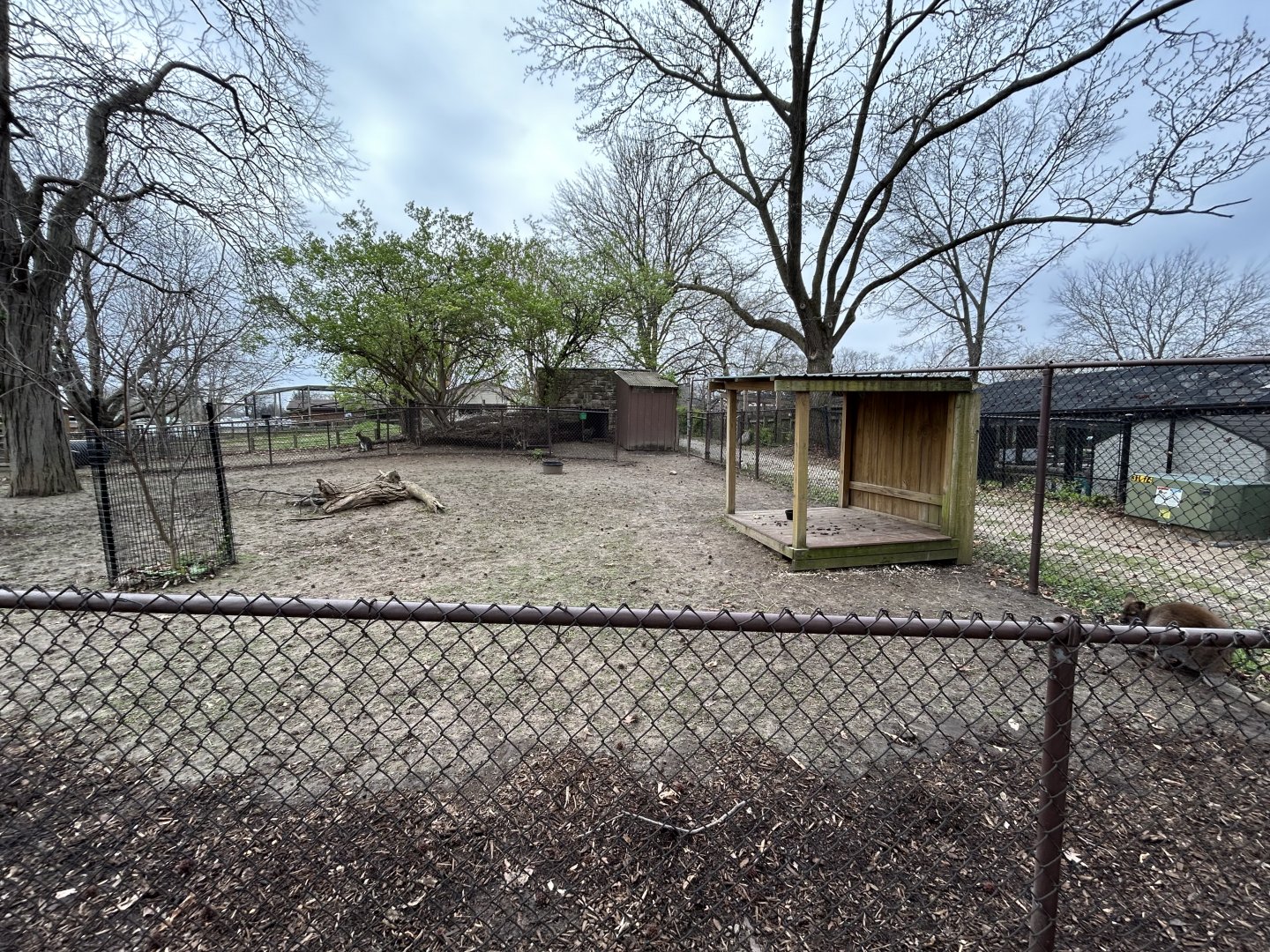 Bennett’s Wallaby Exhibit