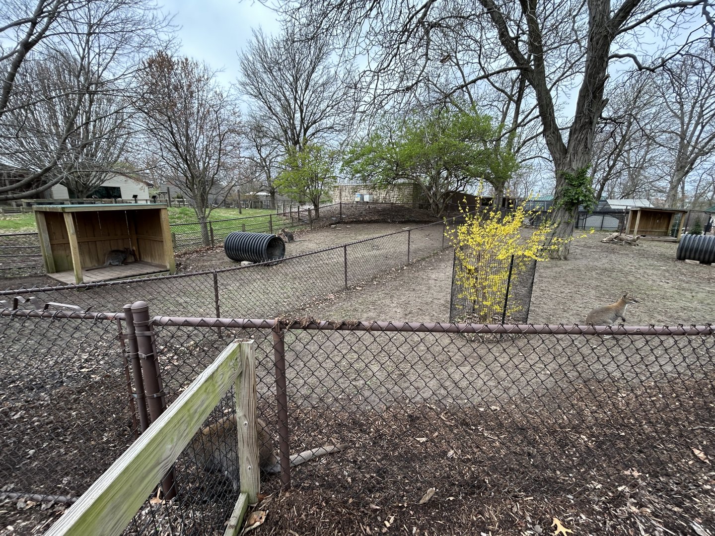 Bennett’s Wallaby Exhibit