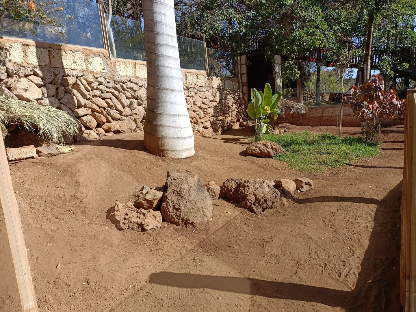 Bennett's wallaby exhibit