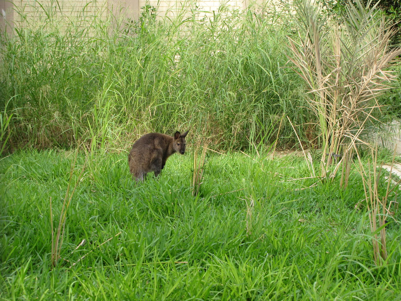 Bennett's Wallaby exhibit