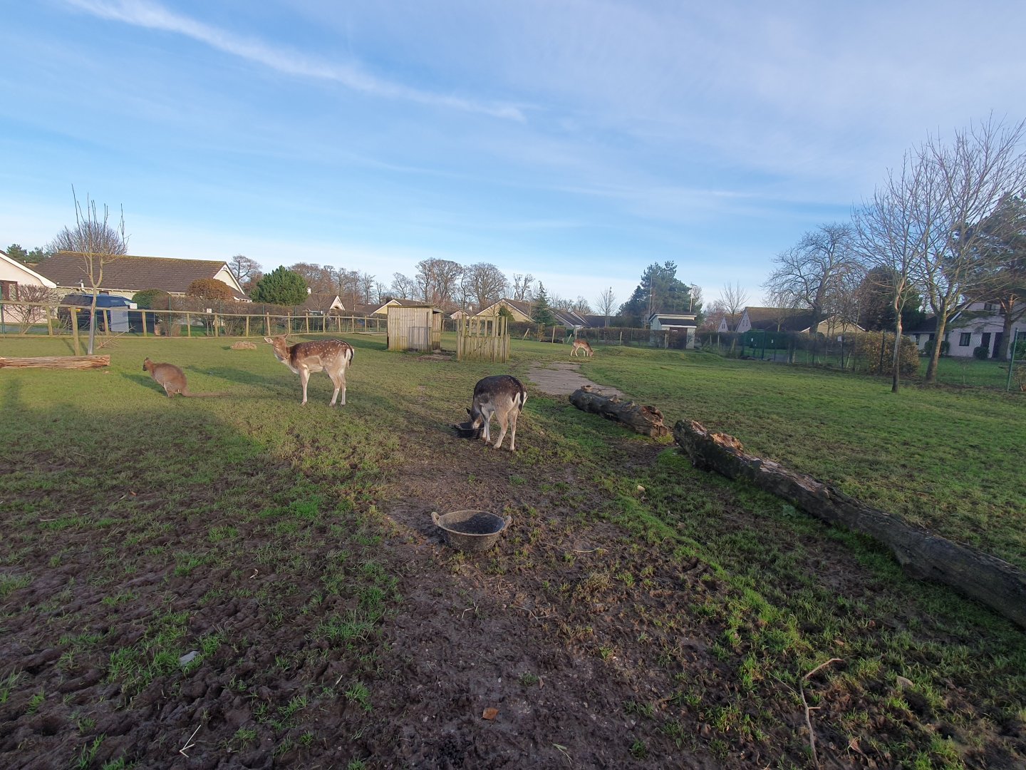 Bennett's Wallaby, Fallow Deer and Ouessant Sheep enclosure 25/11/23