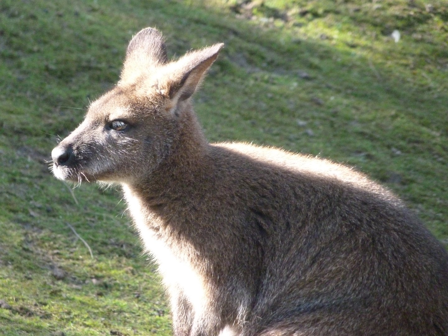 Bennett’s wallaby -Faunia (2025)