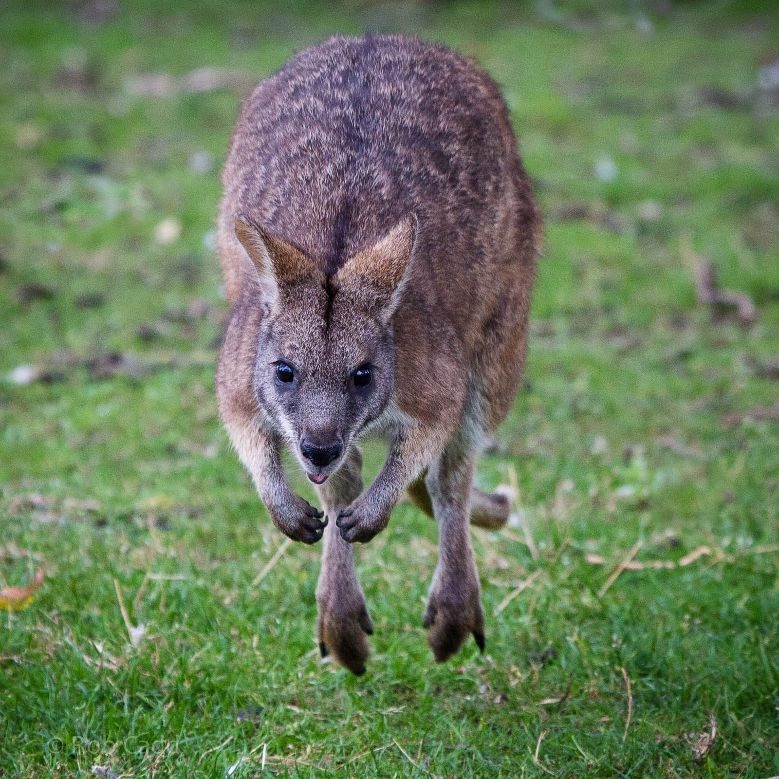 Bennetts wallaby : Hamerton : 05 Sep 2014